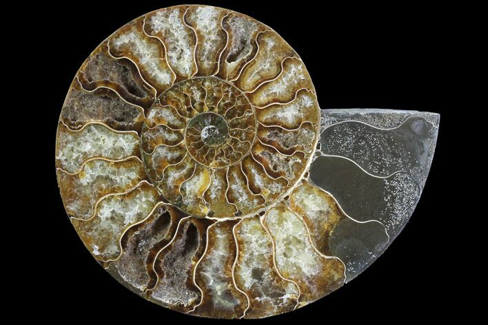 Agatized Ammonite Fossil (Half) - Agatized #91176